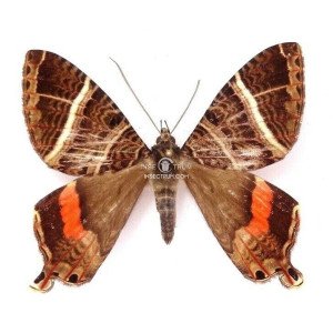 HOMIDIANA CORONIDIA HOMIDIANA CORONIDIA